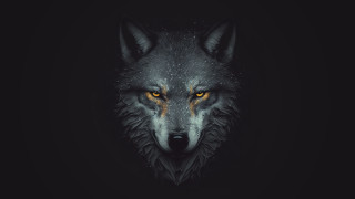 White wolf yellow eyes gothic - a white wolf free wallpaper