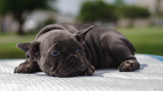 Small dog table grass trees - a field of grass and trees free wallpaper