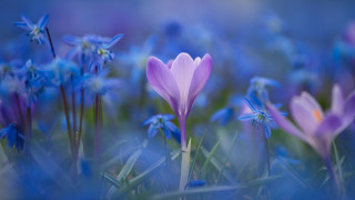 Purple butterfly bokeh field blue - blue flower free wallpaper