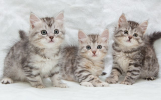 Three kittens white blanket sad - their face free wallpaper