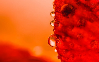 Red water droplets yellow background - a yellow background behind free wallpaper for desktop