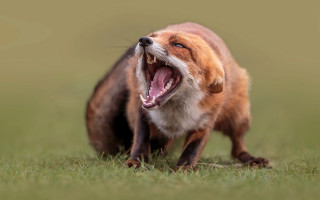 Fox open mouth furry macro - mouth wide open free wallpaper for desktop