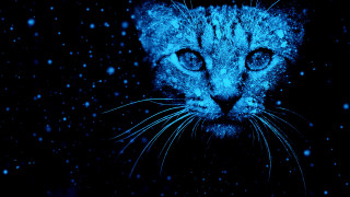 Blue eyes cat snow falling - the camera in the dark free wallpaper