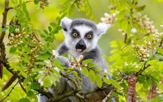 Surprised animal tree yellow eyes - a small animal free wallpaper