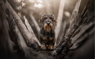 Dog branch woods sunbeam blurry - elke vogelsang free wallpaper