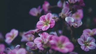 Pink flowers blurry bokeh flower - a black background in the background free wallpaper