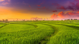 Green grass sunset clouds path - green grass free wallpaper
