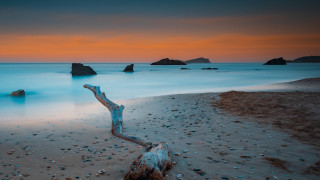 Tree branch beach sunset ocean - cinematic landscape free wallpaper for desktop
