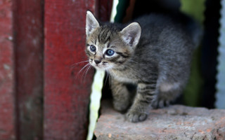 Curious kitten rock blue eyes - tiny free wallpaper for desktop