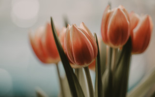 Flowers closeup blurry background shallow - elinor proby adams free wallpaper