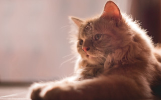 Cat laying floor backlighting shiba - a cat free wallpaper