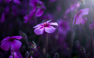 Purple flower field butterfly bee - the middle of a field free wallpaper