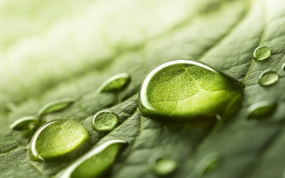 Water drops leaf macro green 2 - leaves surface free wallpaper