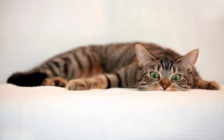 Black cat white surface green 2 - paw free wallpaper