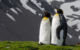 Penguins hill snow mountains grass - two penguin free wallpaper