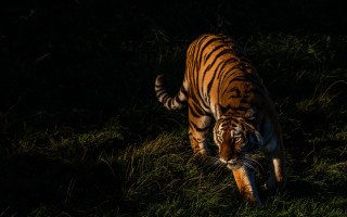 Tiger walking grassy field night - its tail free wallpaper