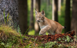 Lynx forest dandelion nature motion - dirt free wallpaper