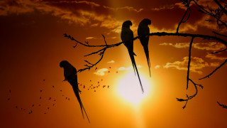 Birds sunset branch flying trees - two bird free wallpaper