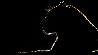 Lion backlit greyscale monochrome longhair - eye open free wallpaper