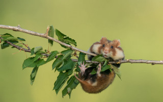 Hamster hanging branch leaves green - back leg free wallpaper