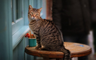 Cat sitting window photorealistic animal - the camera man free wallpaper for desktop