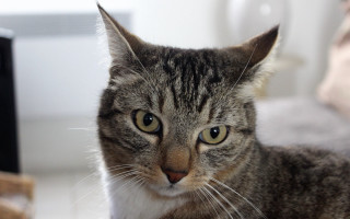 Cat bed camera blurry background - maya free wallpaper for desktop