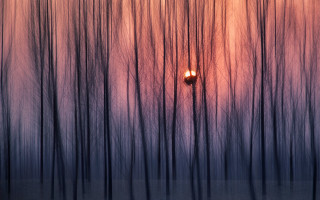 Street light forest sunset red - a red light free wallpaper