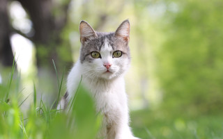 Cat green eyes standing grass 3 - a serious look free wallpaper
