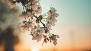 Tree branch white flowers sunset 2 - the sun setting behind free wallpaper