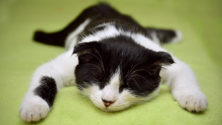 Black white cat sleeping green - closed free wallpaper