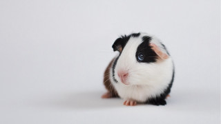 Guinea pig black white rococo - its head free wallpaper