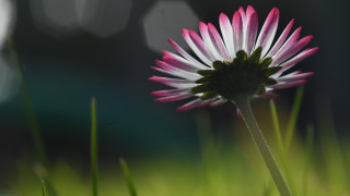 Pink white flower grass macro - shallow depth of field free wallpaper for desktop