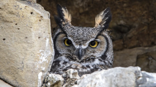 Owl yellow eyes cave rock - an owl free wallpaper