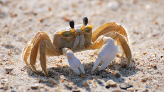 Yellow crab white legs sand - a yellow head free wallpaper