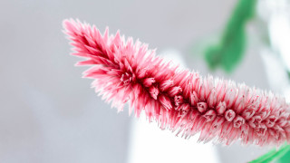 Pink flower green stem white 2 - a white vase free wallpaper for desktop