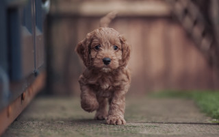 Small brown dog running fence - a sidewalk next free wallpaper