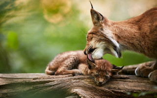 Mother lynx kitten woodland puzzle - in the wood free wallpaper for desktop