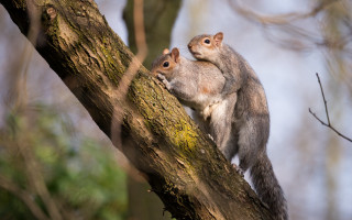 Squirrel branch chippy nature blurry - back leg free wallpaper
