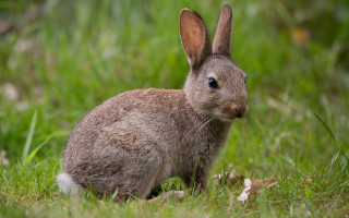 Sad rabbit in grass nature - a rabbit free wallpaper