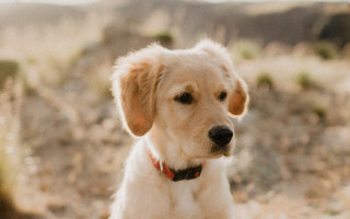 Sad shiba inu field blurry - the middle of a field free wallpaper