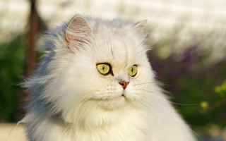 White cat green eyes purple - purple flower free wallpaper