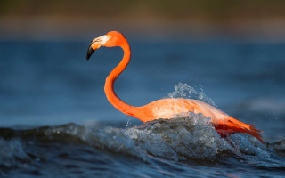 Flamingo water ecological macro wildlife - its beak free wallpaper