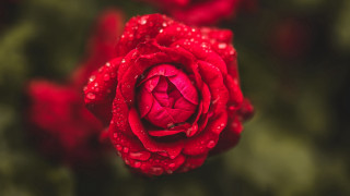 Red rose water droplets macro 16 - a green leafy area free wallpaper