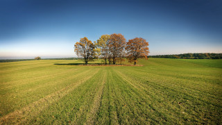 Field tree blue sky clouds - a tree in the middle of it free wallpaper