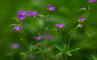 Purple flower field butterfly macro - purple flower free wallpaper