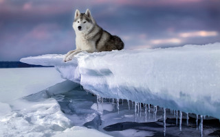Wolf ice mountain cloudy sky - frozen free wallpaper for desktop