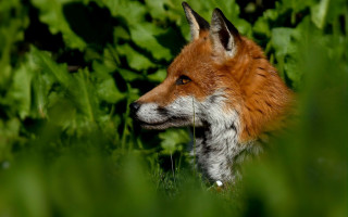 Red fox standing in grass - wildlife photography free wallpaper for desktop