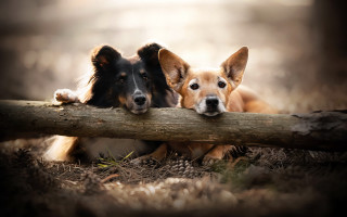 Dogs over log woods brown - two dog free wallpaper for desktop