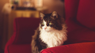 Cat regal portrait red chair - a red chair free wallpaper