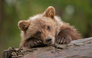 Brown bear cub resting log - wildlife photography free wallpaper for desktop